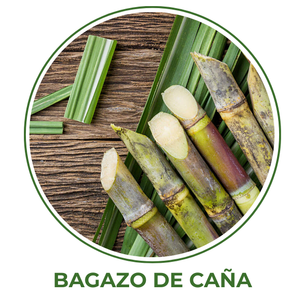CAÑA () CAÑA ()